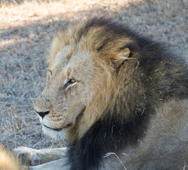 Male lion
