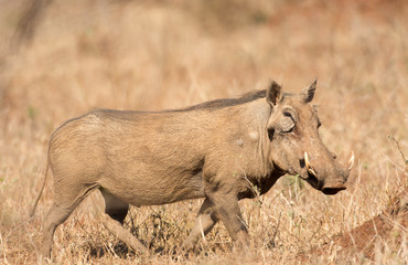 Fototapeta premium Warthog