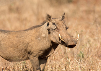 Warthog
