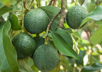 Avocados Growing on Tree
