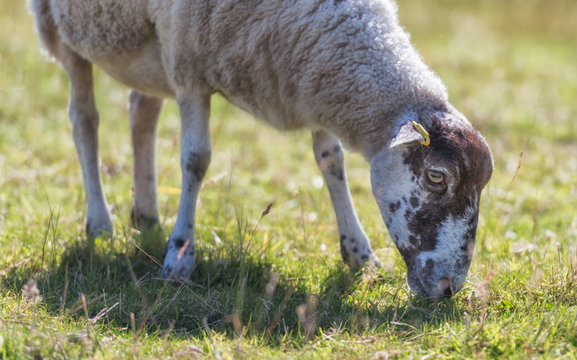 Schafe in Schottland, Scottish, Blackface


