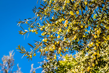 Green olives on the tree. Blue sky like natural background. Sele