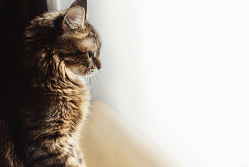 cute adorable sweet cat sitting with amazing wise look, winter h