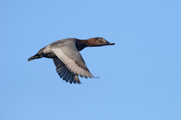 Common Pochard, Pochard, Aythya ferina