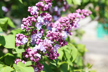 Beautiful lilac flowers outdoors