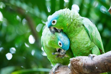 Zelfklevend behang Papegaai papegaai vogel