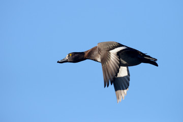 Tufted Duck, Aythya fuligula