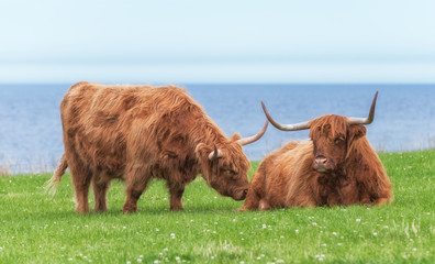 Schottische Hochlandrinder, Highland Cattle (Kyloe)
