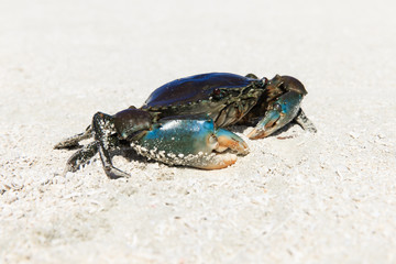 crab on beach