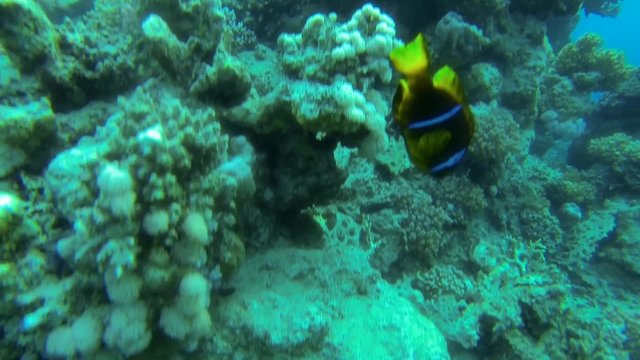 zwei verschiedene anemonenfische im meer
