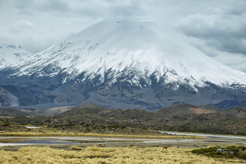 Snow capped Parinacota volcano
