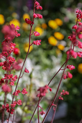 Obraz premium Red flowers in the field