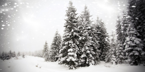 Naklejka premium Winter landscape - snowfall in coniferous forest