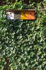 Four Wooden  bird houses on old wooden wall in ivy.