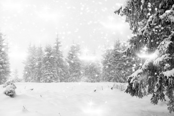 Winter landscape - snowfall in coniferous forest