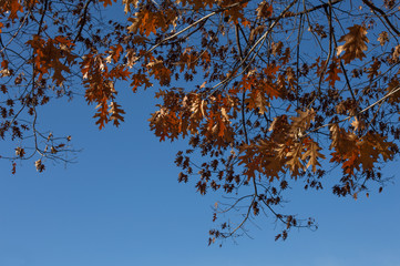 Autumn leafs