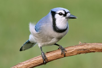 Blue Jay (corvid cyanocitta)