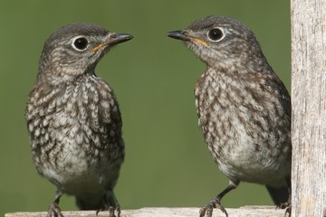 Baby Eastern Bluebirds