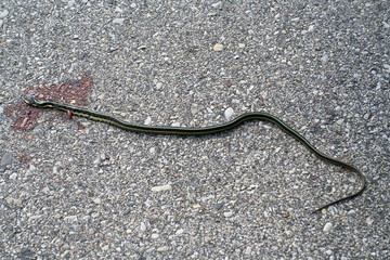 Dead snake on the road