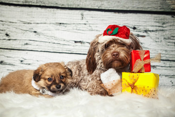 Hunde bekommen Geschenke