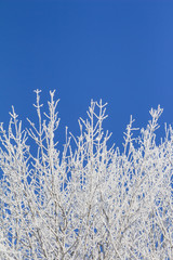 White winter wonderland with blue sky and many vertical branches. Wonderful cold xmas weather scene with winter forest trees and branches full of ice and snow. Copyspace. Part of cool series.