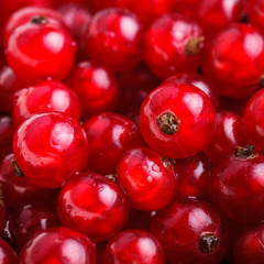 The Red currant
