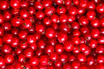 The Red currant