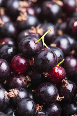 The Black currant