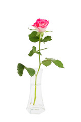 Pink rose in vase, isolated over white 