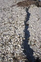 Shells on Sanibel Island
