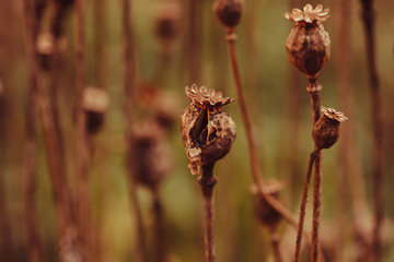 Dry poppy plant