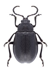 Beetle Galeruca tanaceti