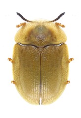 Beetle Cassida pusilla