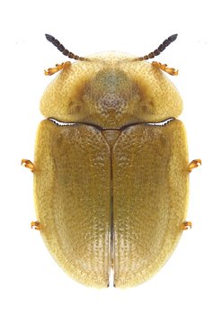 Beetle Cassida pusilla