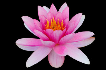 Pink water lily black background clip art clipping path 