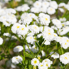 closeup of a white flowers in garden