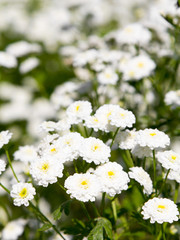 closeup of a white flowers in garden