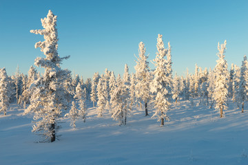 Scenic winter landscape in the taiga. The Yamal Peninsula