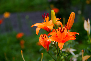 Obraz premium ユリ