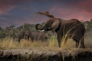 Sand shower, Elephant Chobe river - Botswana.