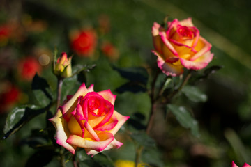 Beautiful flower rose, big and small buds of yellow-orange color