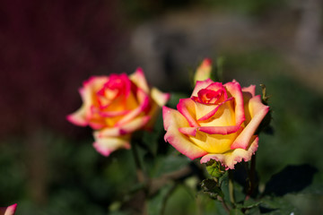 Beautiful flower rose, big and small buds of yellow-orange color