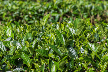 oolong tea leaves in plantation.