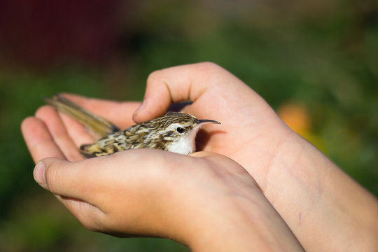 small bird sparrow in the men's and children's hands against the