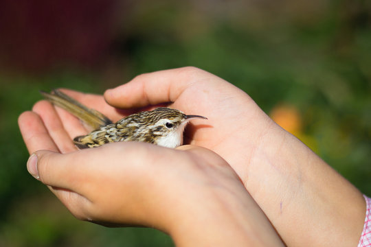 small bird sparrow in the men's and children's hands against the