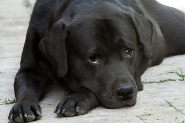 Lying black labrador-retriever close up