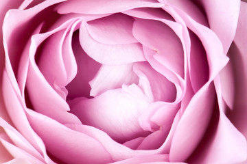 close-up of fresh rose flower