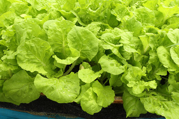 chinese cabbage