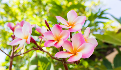 sweet pink flower plumeria bunch and natural background