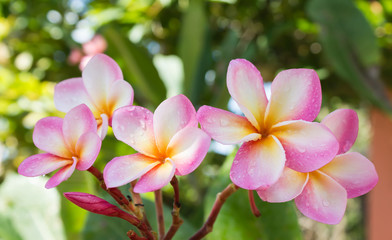 sweet pink flower plumeria bunch and natural background